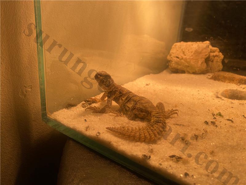 uromastyx